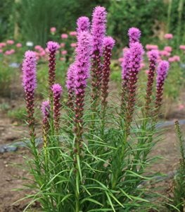 ‘Kobold’ blazing star