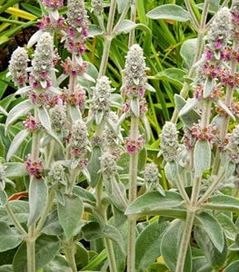 LAMB'S EAR PLANT