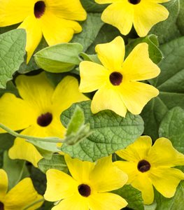BLACK-EYED SUSAN VINE