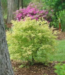 Metamorphosa® Japanese maple