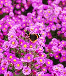 Pink aster flowers