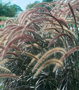 FOUNTAIN GRASS