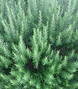 ROSEMARY