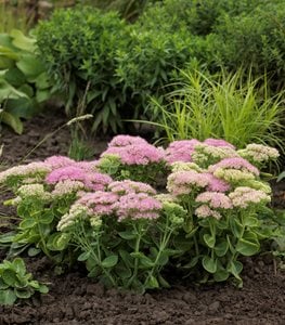 sedum spectacular