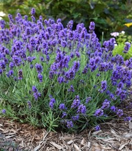 Sweet Romance® lavender