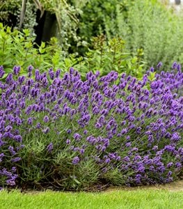 SWEET ROMANCE LAVENDER