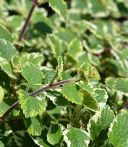 Is swedish ivy hot sale toxic to dogs