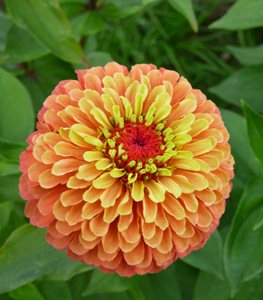 'QUEENY LIME ORANGE' ZINNIA