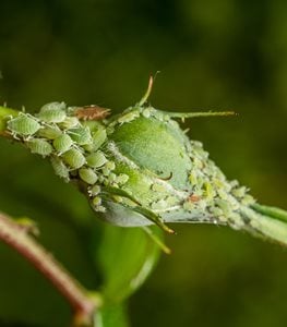 Aphids on rose bud