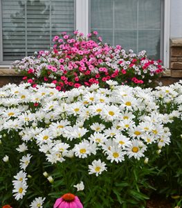 Daisy May Shasta daisy