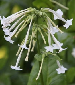 Flowering tobacco