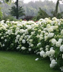INCREDIBALL HYDRANGEA