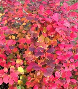 FOTHERGILLA