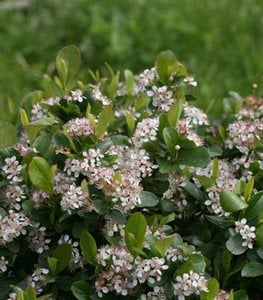 LOW SCAPE MOUND® CHOKEBERRY