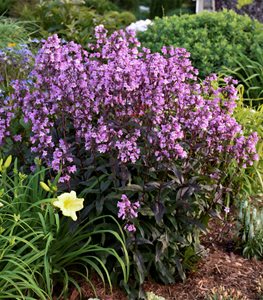 'Midnight Masquerade' beardtongue
