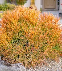 PENCIL CACTUS