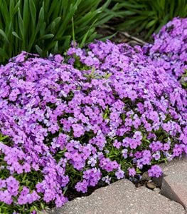 CREEPING PHLOX