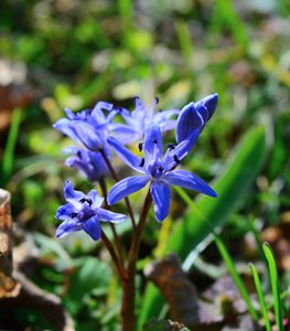SIBERIAN SQUILL