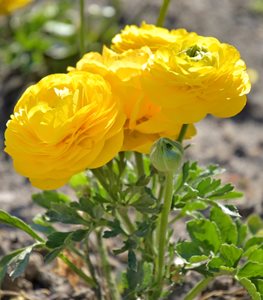 YELLOW RANUNCULUS