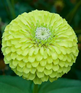 'Green Envy' Zinnia