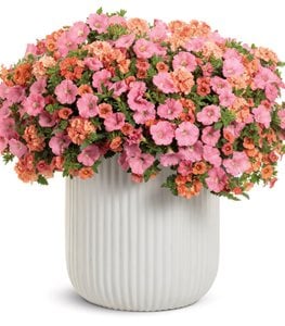 Petunia plant combination