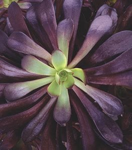 Aeonium 'Zwartkop'