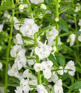 ANGELONIA