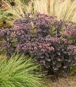 'Back in Black' sedum