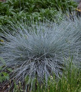 'Blue Whiskers' blue fescue