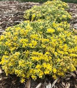 SEDUM