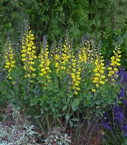 Decadence® 'Lemon Meringue' false indigo