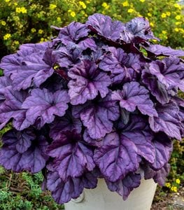 Dolce® 'Wildberry' coral bells