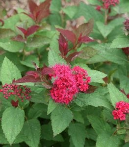 Double Play Doozie® spirea