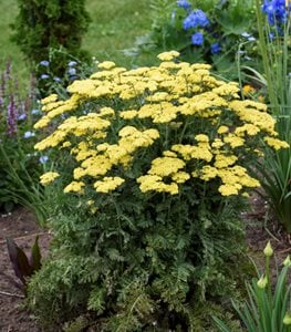 YARROW