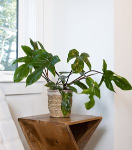 Prismacolor™ Florida Green philodendron