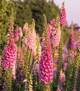 Foxglove flowers