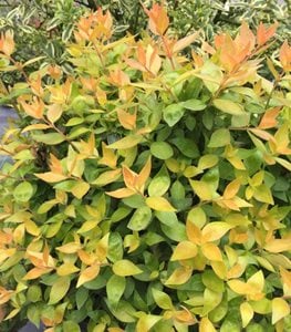 FUNSHINE® ABELIA