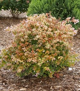 Funshine® abelia