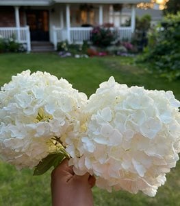 Gatsby Moon® oakleaf hydrangea