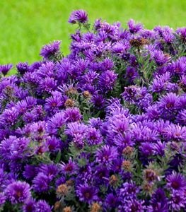 Grape Crush New England aster