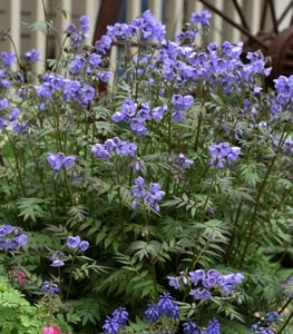 Jacob's Ladder Plant