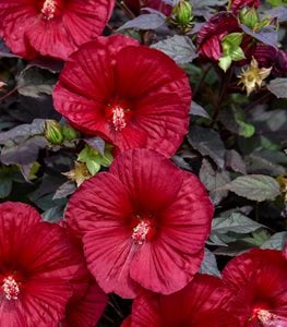 Summerific® 'Holy Grail' rose mallow