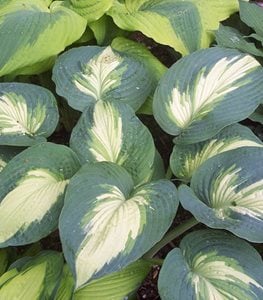 Shadowland® 'Hudson Bay' hosta