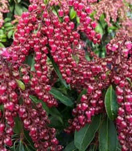 Japanese Pieris