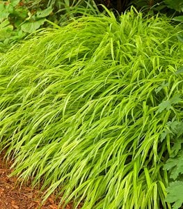 'Aureola' Japanese forest grass