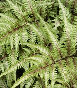 Japanese painted fern