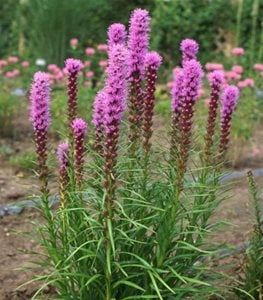 blazing star