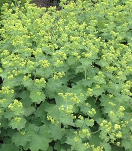 LADY'S MANTLE