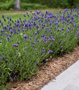 ENGLISH LAVENDER