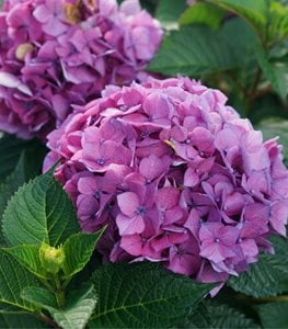 Let's Dance Lovable™ hydrangea